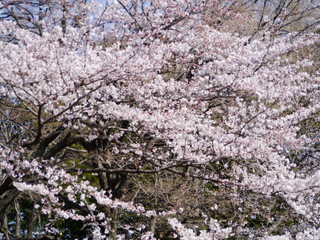 P1000056.jpg